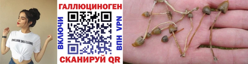 Псилоцибиновые грибы GOLDEN TEACHER  Новомичуринск 